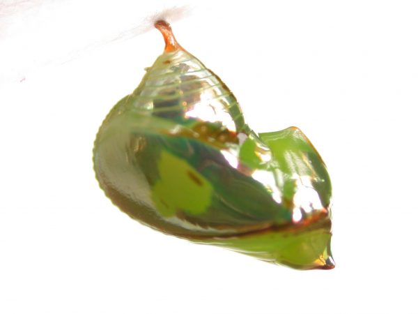 Pteronymia ticida pupa lateral, KRW-252