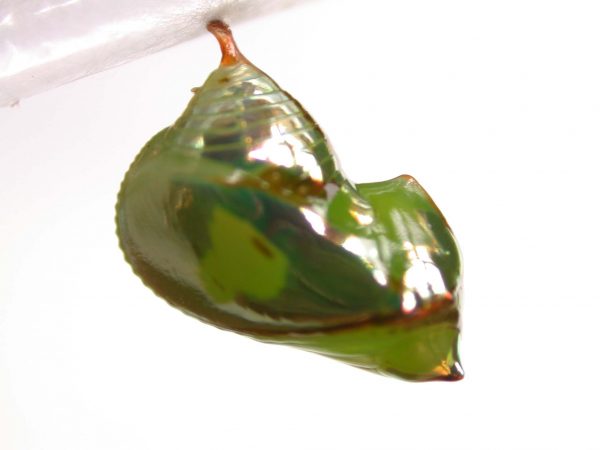 Pteronymia ticida pupa lateral, KRW-252