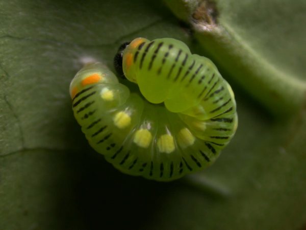 Pteronymia ticida prepupa, KRW-237