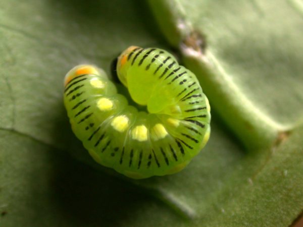 Pteronymia ticida prepupa, KRW-237