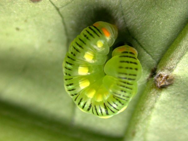 Pteronymia ticida prepupa, KRW-237