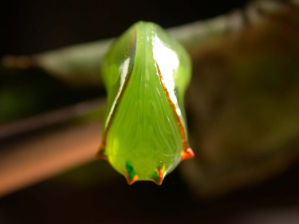 Pteronymia ticida pupa ventral, KRW-237