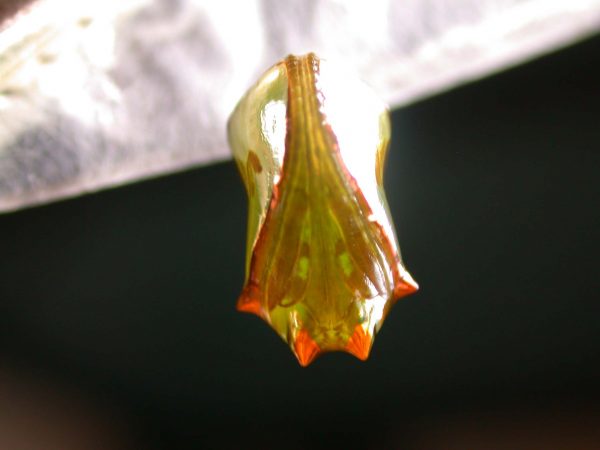 Pteronymia ticida pupa ventral, KRW-241