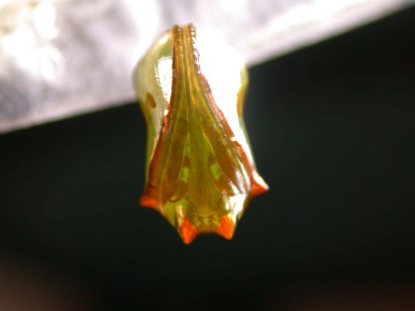 Pteronymia ticida pupa ventral, KRW-241