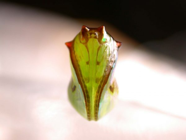 Pteronymia ticida pupa ventral, KRW-251