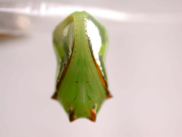 Pteronymia ticida pupa ventral, KRW-252