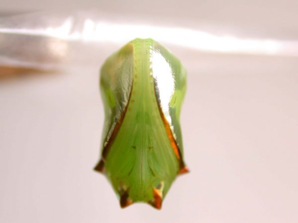 Pteronymia ticida pupa ventral, KRW-252