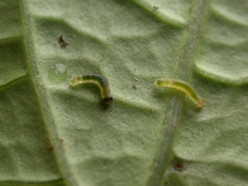 Velamysta phengites 2nd instar or 3rd instar, KRW-184