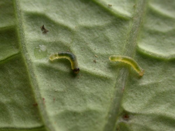 Velamysta phengites 2nd instar or 3rd instar, KRW-184