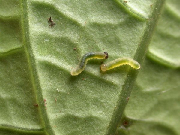 Velamysta phengites 2nd instar or 3rd instar, KRW-184
