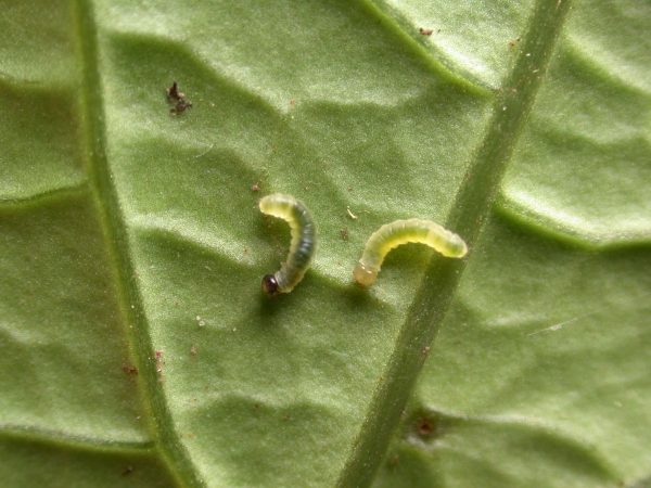Velamysta phengites 2nd instar or 3rd instar, KRW-184