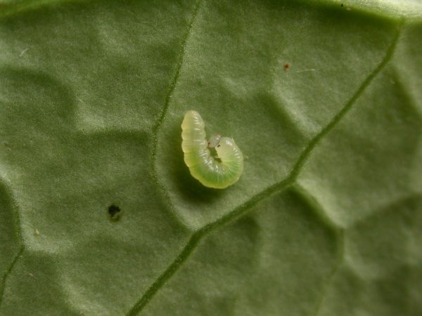 Velamysta phengites 2nd instar, KRW-238