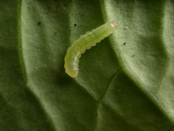 Velamysta phengites 3rd instar, KRW-184