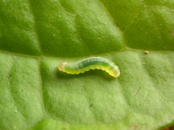 Velamysta phengites 3rd instar, KRW-238