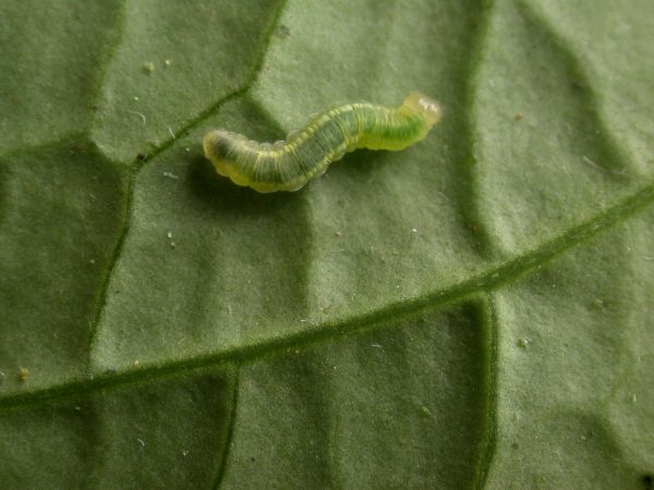 Velamysta phengites 3rd instar, KRW-238