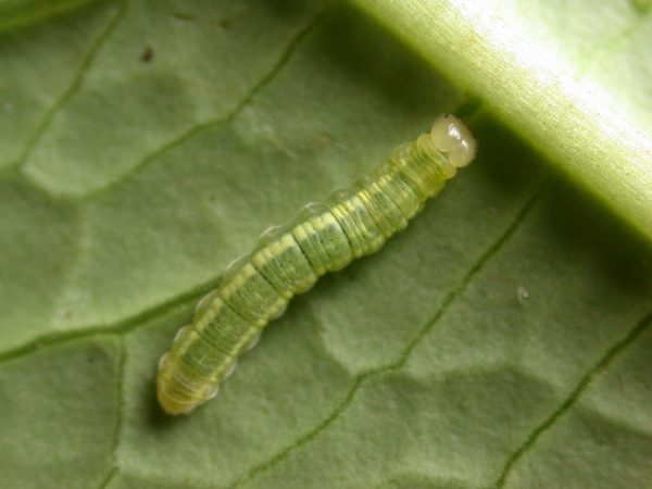 Velamysta phengites 3rd instar, KRW-240