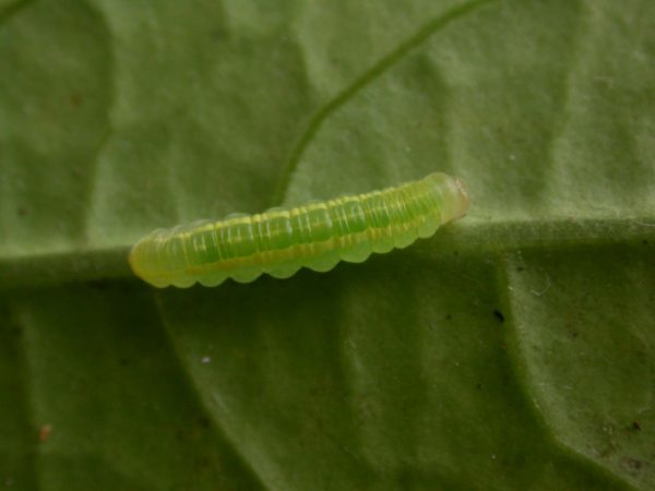 Velamysta phengites 3rd instar, KRW-240