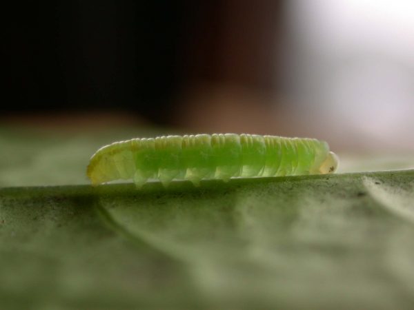 Velamysta phengites 3rd instar, KRW-240