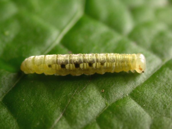 Velamysta phengites 5th instar, KRW-184