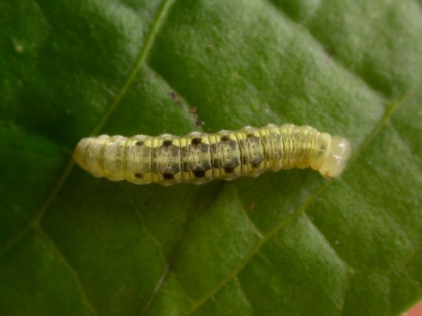 Velamysta phengites 5th instar, KRW-184