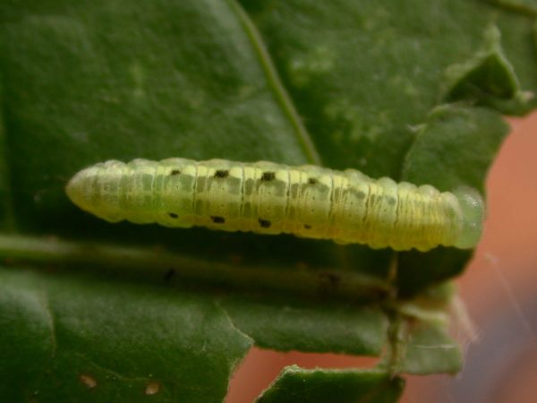 Velamysta phengites 5th instar, KRW-238