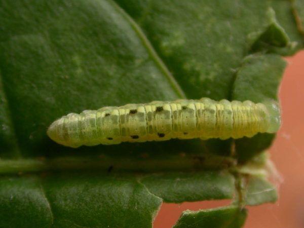 Velamysta phengites 5th instar, KRW-238