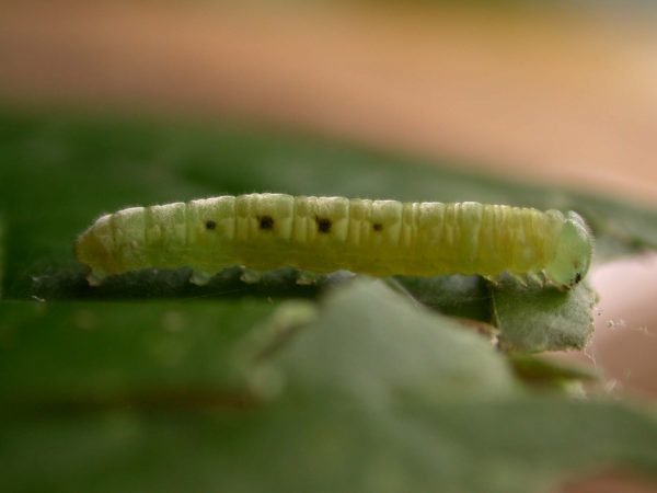 Velamysta phengites 5th instar, KRW-238