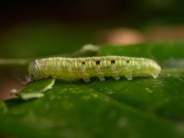 Velamysta phengites 5th instar, KRW-238