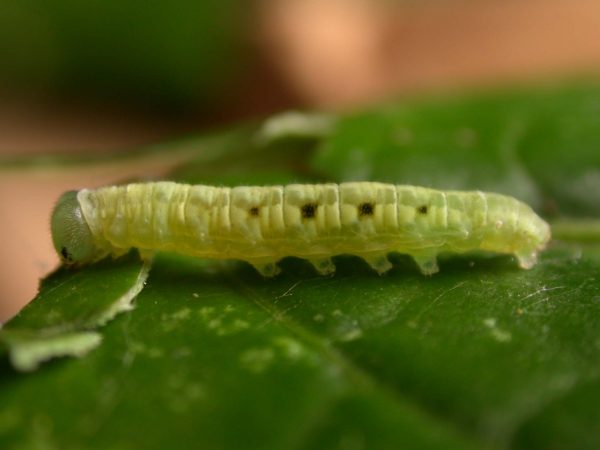 Velamysta phengites 5th instar, KRW-238