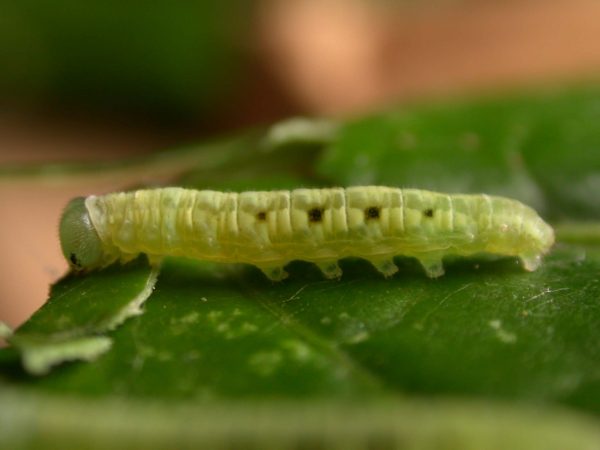 Velamysta phengites 5th instar, KRW-238