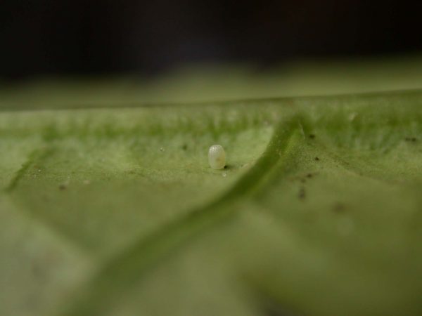 Velamysta phengites egg, KRW-184