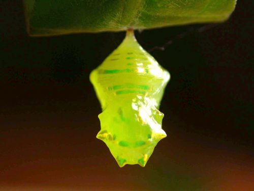 Velamysta phengites pupa dorsal, KRW-240