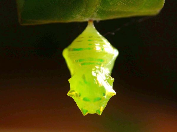 Velamysta phengites pupa dorsal, KRW-240