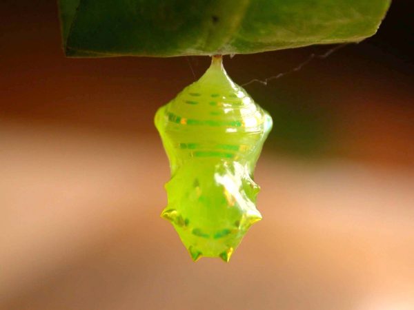 Velamysta phengites pupa dorsal, KRW-240