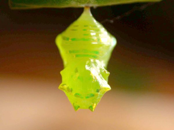 Velamysta phengites pupa dorsal, KRW-240