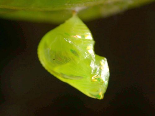 Velamysta phengites pupa lateral, KRW-240