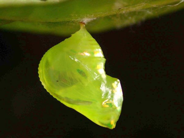 Velamysta phengites pupa lateral, KRW-240