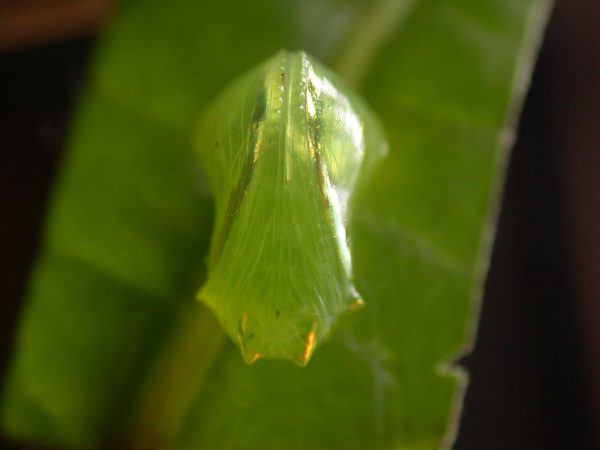 Velamysta phengites pupa ventral, KRW-240