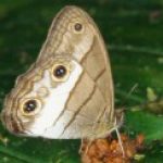 pale brown butterfly