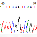 DNA barcode sequence