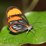 Pseudoscada florula butterfly