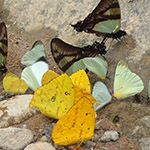 Neotropical butterflies