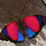 Prepona butterfly