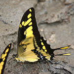 Heraclides thoas butterfly