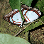 Pyrrhogyra butterfly