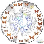 round phylogenetic tree