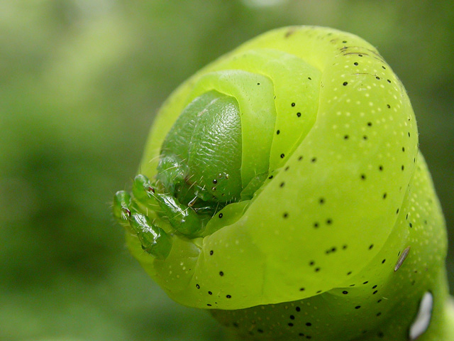 Hawkmoth caterpillar closeup of head
