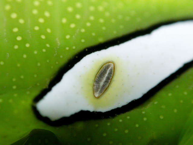 Hawkmoth caterpillar closeup