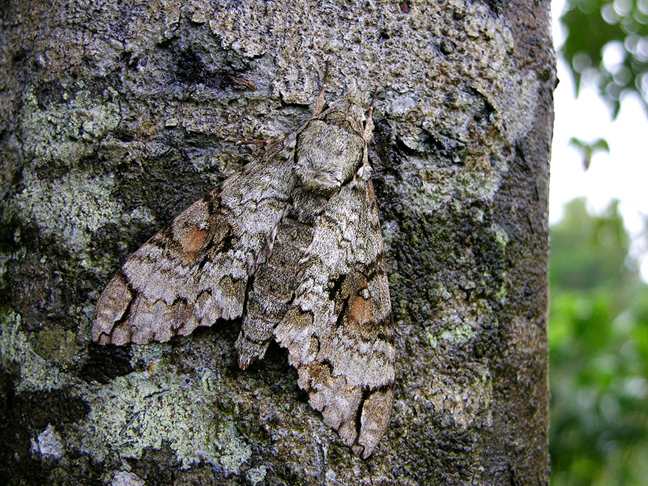 Hawkmoth camouflaged against tree