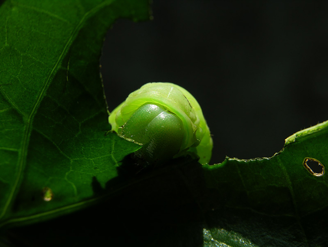 Hawkmoth caterpillar